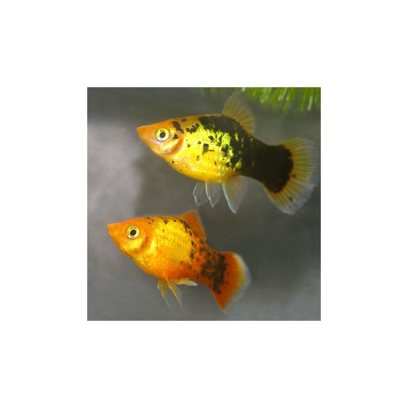 Xiphophorus maculatus Platy Calico lot de 10
